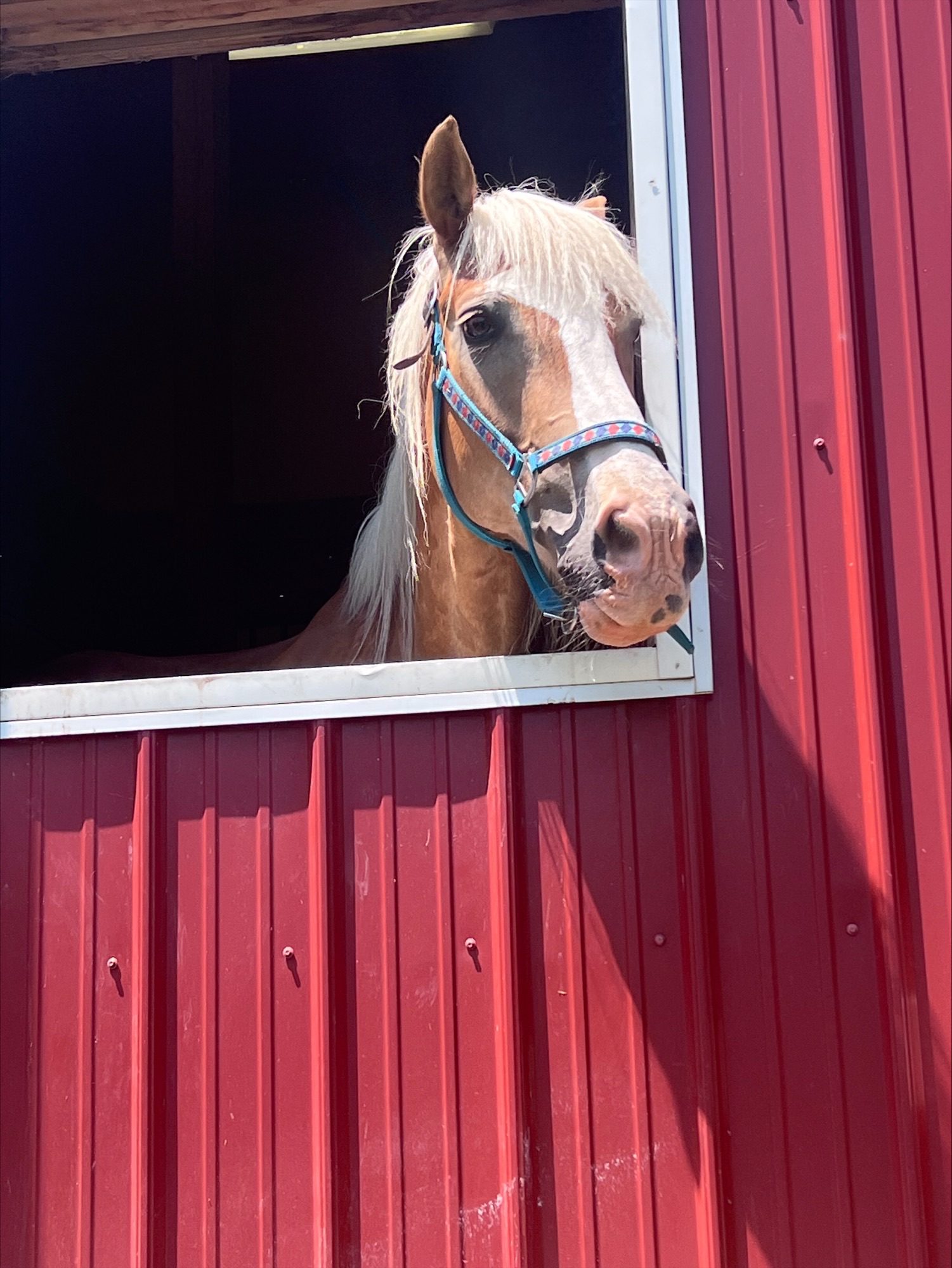 processed-3649E1B5-7FD7-4114-AF8C-71ED3E655B7F-59D035E2-9E19-464C-A2D5-544BBBCF03FC